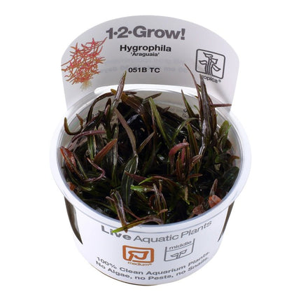 Hygrophila 'Araguaia' | In - Vitro - AquaLifeScape