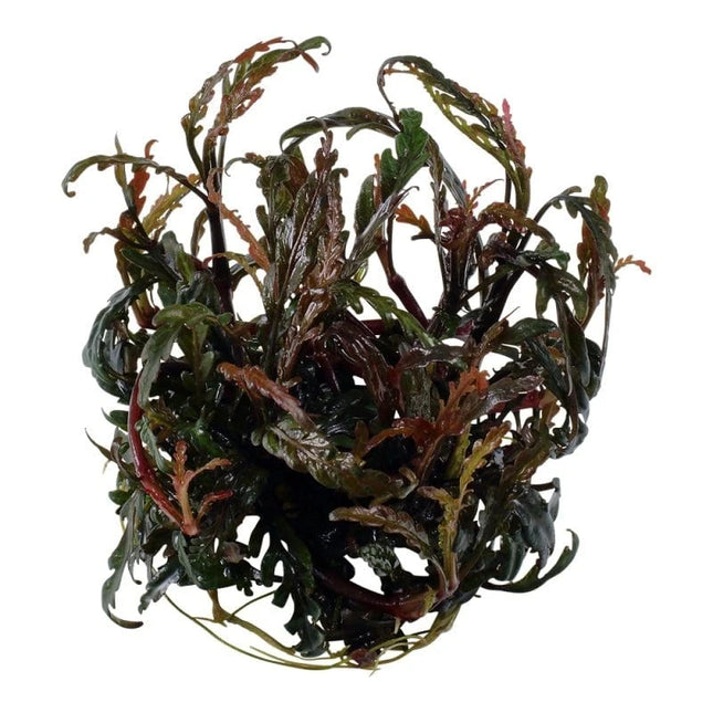 Hygrophila pinnatifida - Fiederspaltiger Wasserfreund | In-Vitro AquaLifeScape