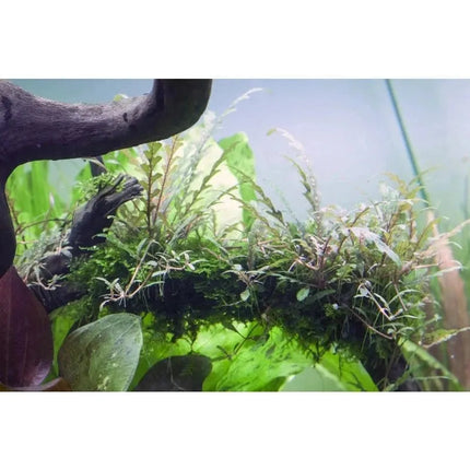 Hygrophila pinnatifida - Fiederspaltiger Wasserfreund | In-Vitro AquaLifeScape