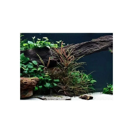 Hygrophila pinnatifida - Fiederspaltiger Wasserfreund | In-Vitro AquaLifeScape