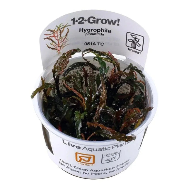 Hygrophila pinnatifida - Fiederspaltiger Wasserfreund | In-Vitro AquaLifeScape