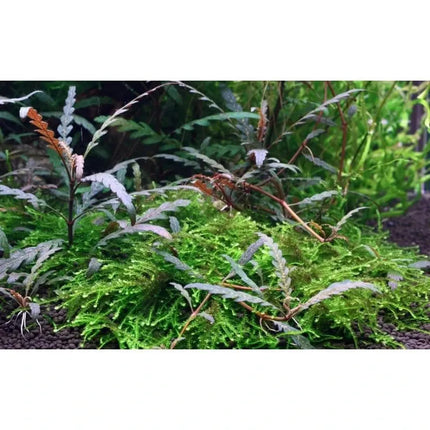 Hygrophila pinnatifida - Fiederspaltiger Wasserfreund | In-Vitro AquaLifeScape