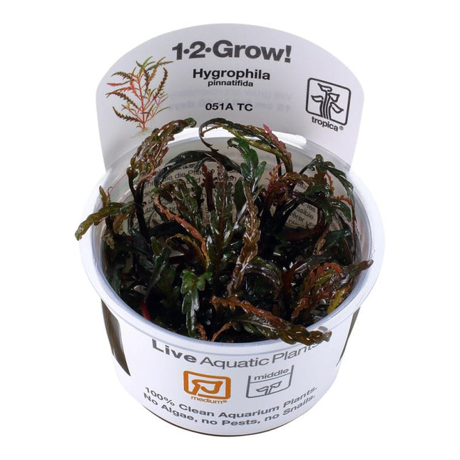 Hygrophila pinnatifida - Fiederspaltiger Wasserfreund | In - Vitro - AquaLifeScape