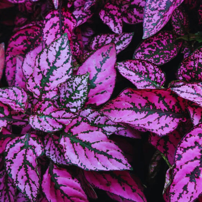 Hypoestes phyllostachya 'Pink' - AquaLifeScape