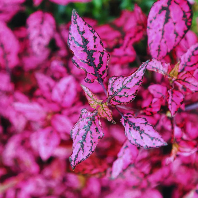 Hypoestes phyllostachya 'Pink' - AquaLifeScape