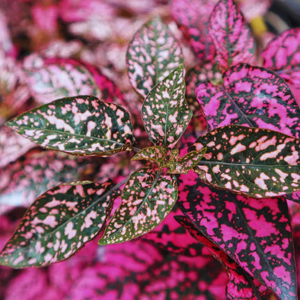 Hypoestes phyllostachya 'Pink' - AquaLifeScape
