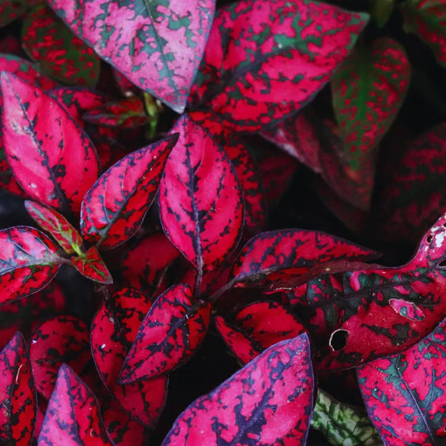 Hypoestes phyllostachya 'Red' - AquaLifeScape