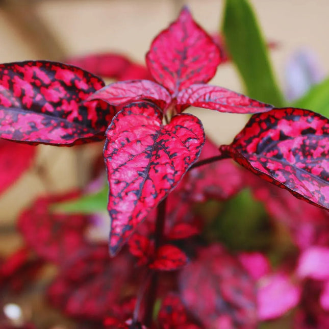 Hypoestes phyllostachya 'Red' - AquaLifeScape