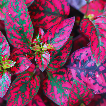 Hypoestes phyllostachya 'Red' - AquaLifeScape