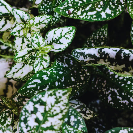 Hypoestes phyllostachya 'White' - AquaLifeScape