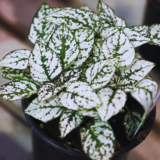 Hypoestes phyllostachya 'White' - AquaLifeScape