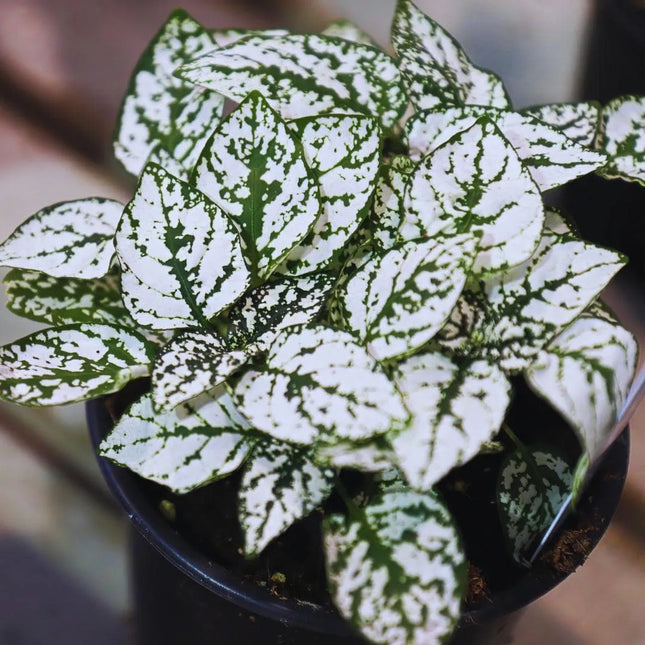 Hypoestes phyllostachya 'White' - AquaLifeScape