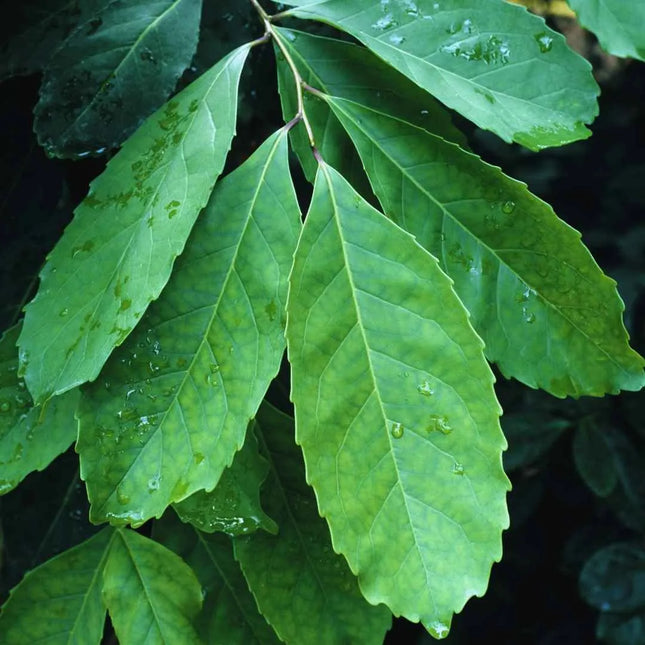 Ilex paraguariensis (Mate - Strauch) - AquaLifeScape