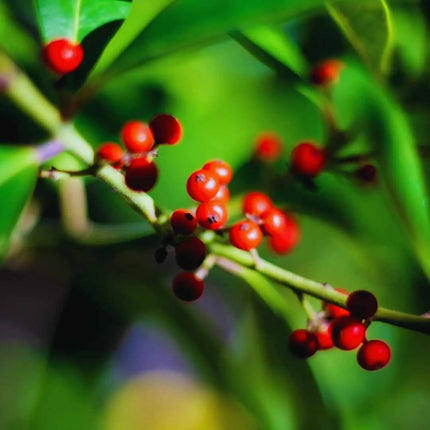Ilex paraguariensis (Mate - Strauch) - AquaLifeScape