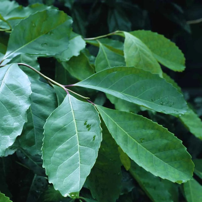 Ilex paraguariensis (Mate - Strauch) - AquaLifeScape