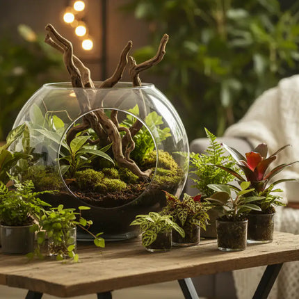 Lifestyle Terrarium Set
