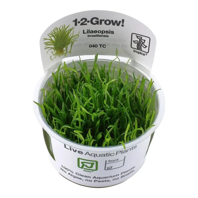 Lilaeopsis brasiliensis - Brasilianische Graspflanze | In-Vitro AquaLifeScape