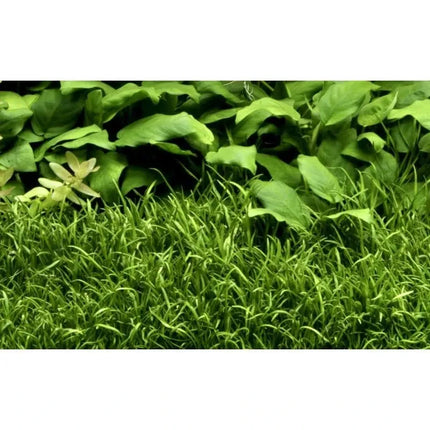 Lilaeopsis brasiliensis - Brasilianische Graspflanze | In-Vitro AquaLifeScape