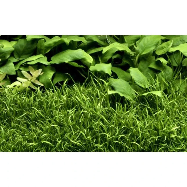 Lilaeopsis brasiliensis - Brasilianische Graspflanze | In-Vitro AquaLifeScape