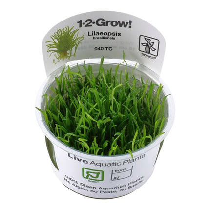 Lilaeopsis brasiliensis - Brasilianische Graspflanze | In - Vitro - AquaLifeScape