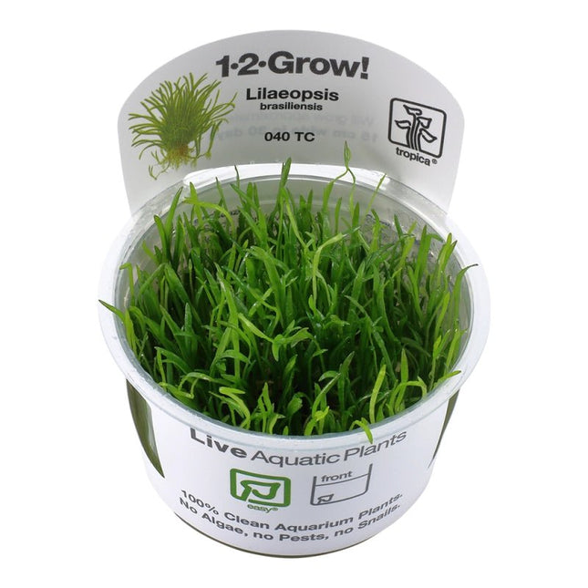 Lilaeopsis brasiliensis - Brasilianische Graspflanze | In - Vitro - AquaLifeScape