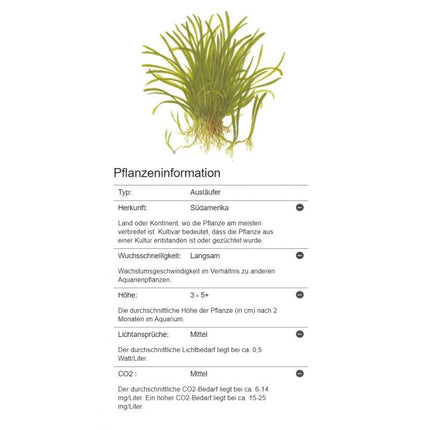 Lilaeopsis brasiliensis - Brasilianische Graspflanze | In - Vitro - AquaLifeScape