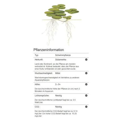 Limnobium laevigatum - Südamerikanischer Froschbiss | In-Vitro AquaLifeScape