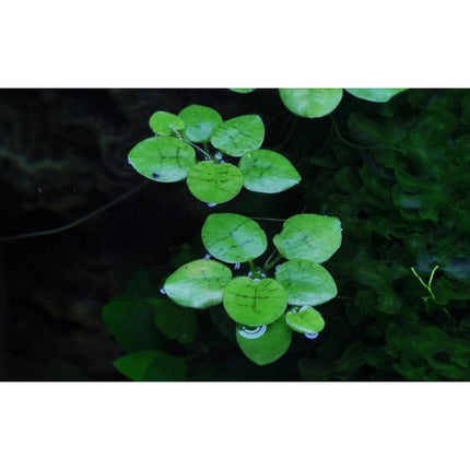 Limnobium laevigatum - Südamerikanischer Froschbiss | In - Vitro - AquaLifeScape