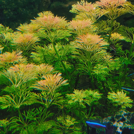 Limnophila sessiliflora Blütenstielloser Sumpffreund AquaLifeScape