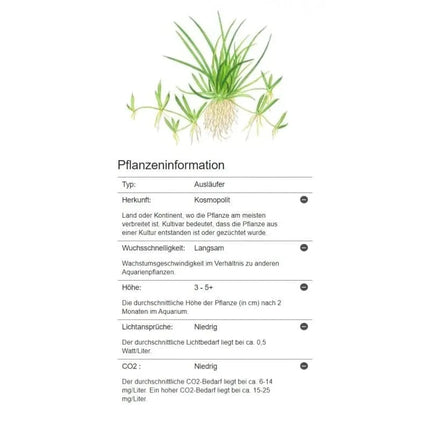 Littorella uniflora - Europäischer Strandling | In-Vitro AquaLifeScape