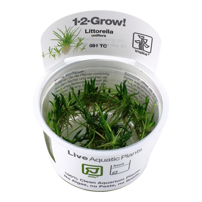 Littorella uniflora - Europäischer Strandling | In - Vitro - AquaLifeScape