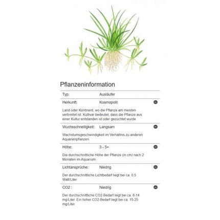 Littorella uniflora - Europäischer Strandling | In - Vitro - AquaLifeScape