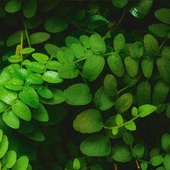 Marcgravia sp. Peru - AquaLifeScape