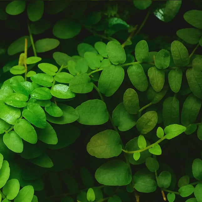 Marcgravia sp. Peru - AquaLifeScape