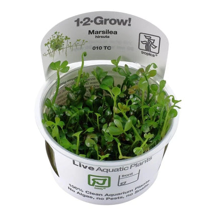 Marsilea hirsuta - Australischer Kleefarn | In-Vitro AquaLifeScape