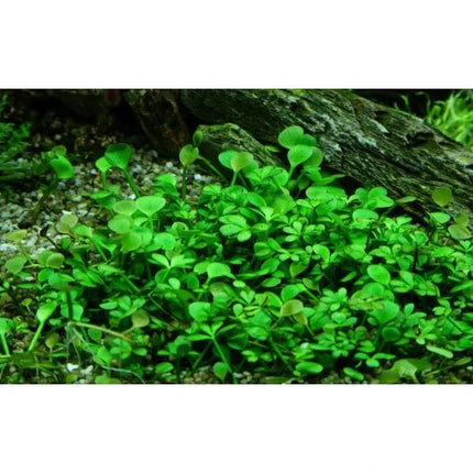 Marsilea hirsuta - Australischer Kleefarn | In-Vitro AquaLifeScape