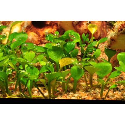 Marsilea hirsuta - Australischer Kleefarn | In - Vitro - AquaLifeScape