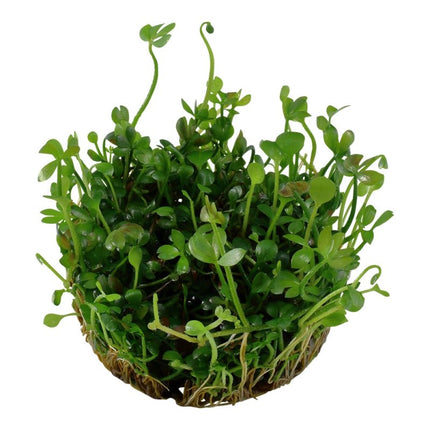Marsilea hirsuta - Australischer Kleefarn | In - Vitro - AquaLifeScape