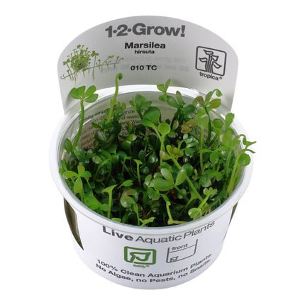Marsilea hirsuta - Australischer Kleefarn | In - Vitro - AquaLifeScape