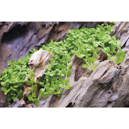 Micranthemum 'Monte Carlo' - Monte Carlo Perlkraut | In-Vitro AquaLifeScape