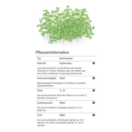 Micranthemum 'Monte Carlo' - Monte Carlo Perlkraut | In-Vitro AquaLifeScape
