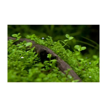 Micranthemum 'Monte Carlo' - Monte Carlo Perlkraut | In-Vitro AquaLifeScape