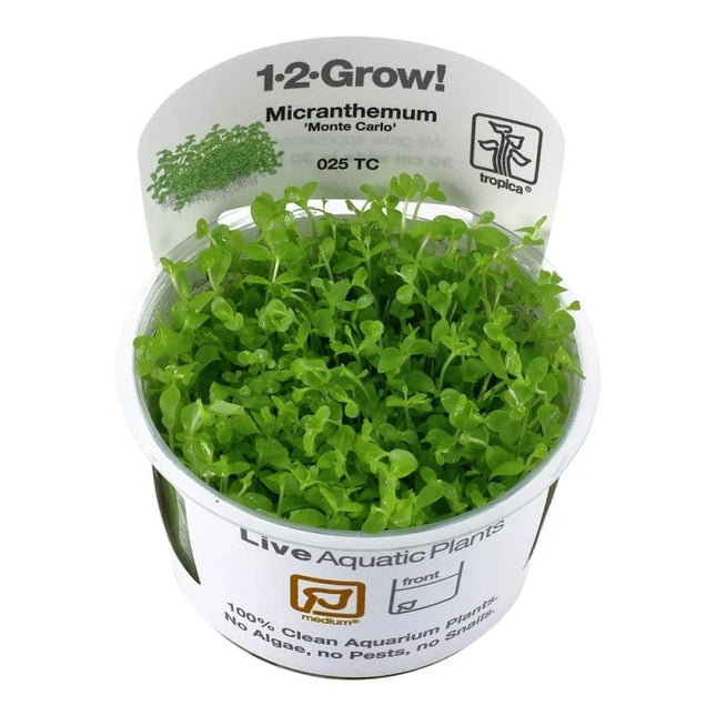 Micranthemum 'Monte Carlo' - Monte Carlo Perlkraut | In-Vitro AquaLifeScape