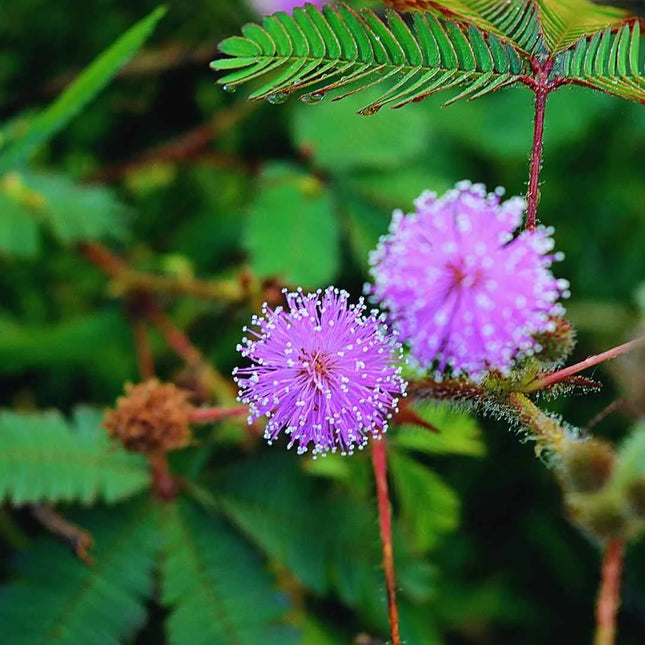 Mimosa pudica - AquaLifeScape