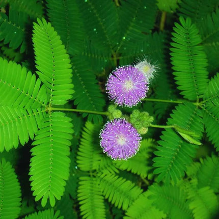 Mimosa pudica - AquaLifeScape