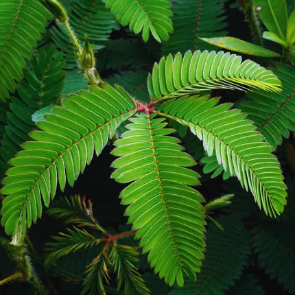 Mimosa pudica - AquaLifeScape