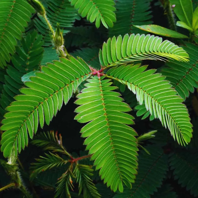 Mimosa pudica - AquaLifeScape