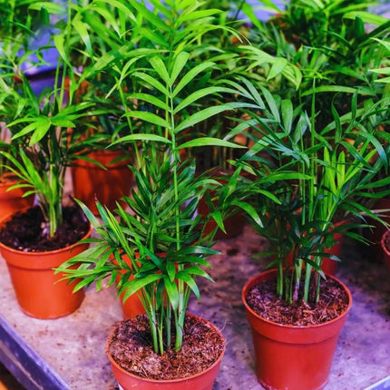 Mini Flaschengarten Set – Tropische Terrarienpflanzen im Glas für Zuhause - AquaLifeScape