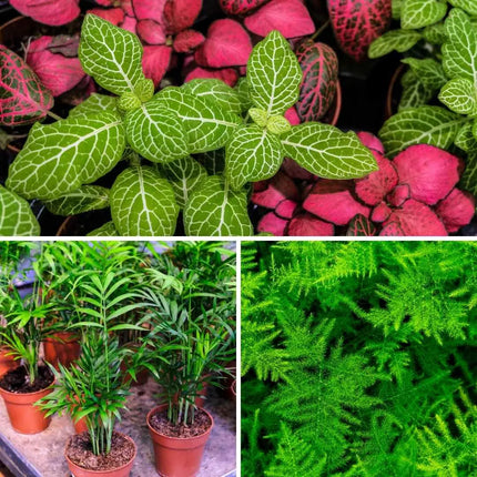 Mini Flaschengarten Set – Tropische Terrarienpflanzen im Glas für Zuhause - AquaLifeScape