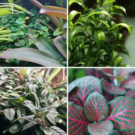 Mini Terrarienpflanzen Set - AquaLifeScape